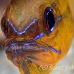 cardinalfish_ringtailed_gbb_mb_h_0154_png1405.jpg